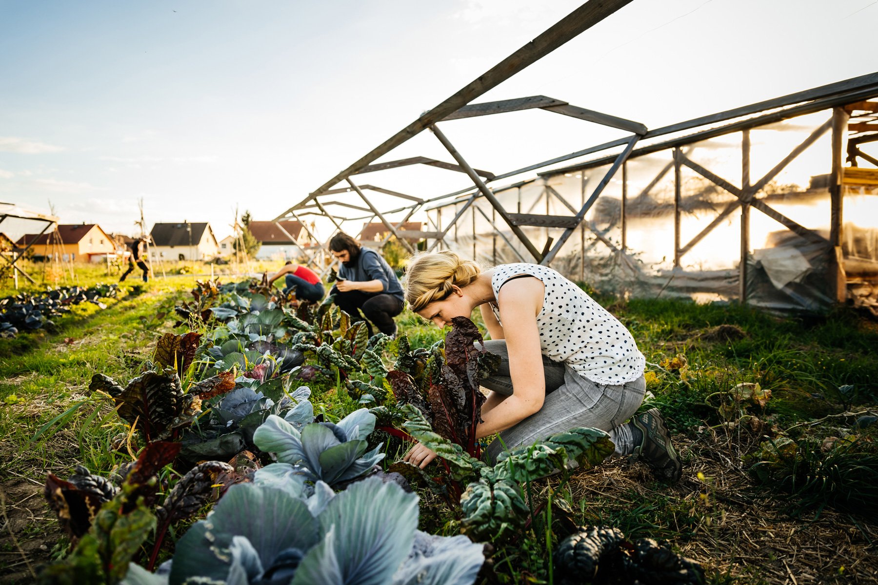 Food Security: Building the climate resistant food system of the 21st century