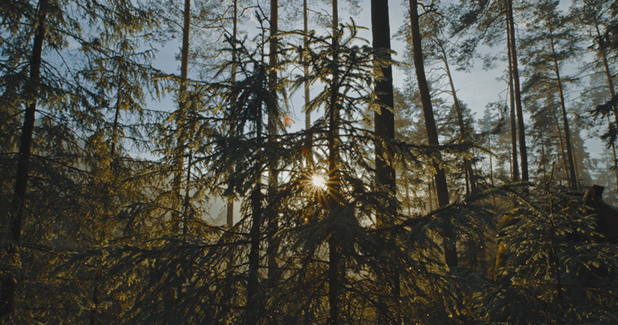 From Web3 to Webtree